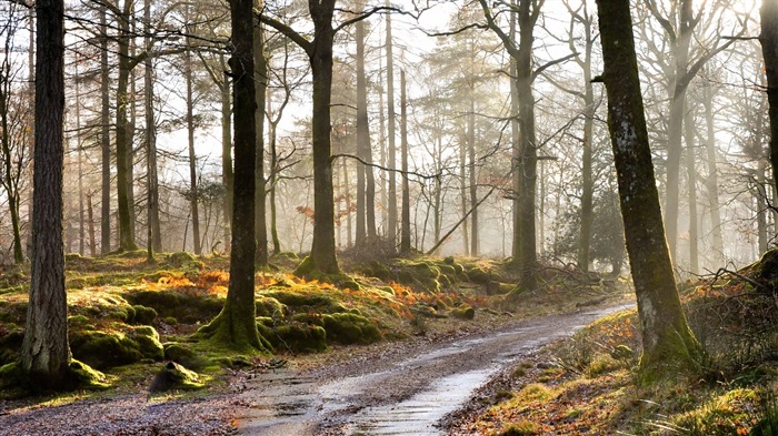 Sonnenschein Waldseen Schönheit der Natur HD Wallpaper #9