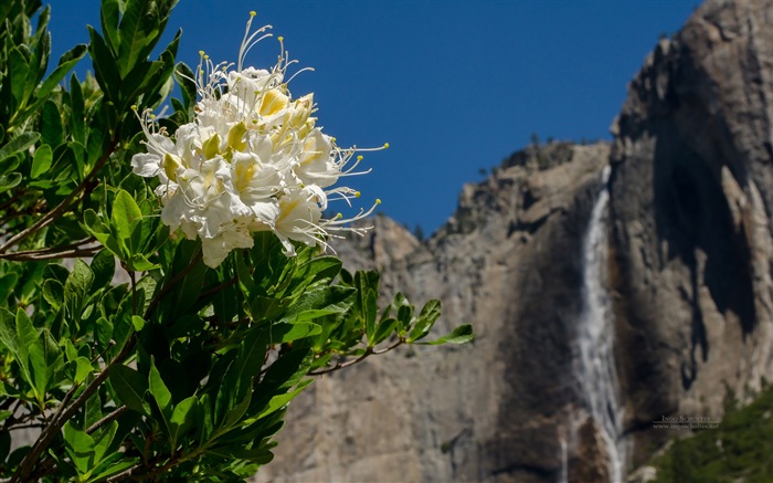 Windows 8 tema, fondos de pantalla de alta definición en Parque Nacional de Yosemite #4
