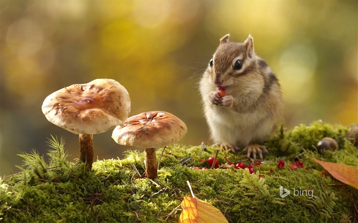 October 2014 Bing animal theme wallpaper #2