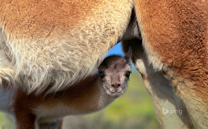 Octobre 2014 thème des animaux Bing fond d'écran #4