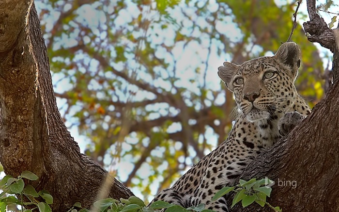 Octobre 2014 thème des animaux Bing fond d'écran #8