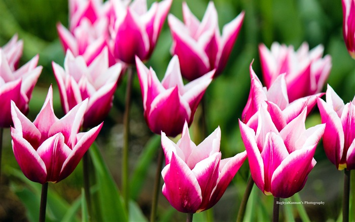 아름다운 튤립 꽃, 윈도우 8 테마의 HD 배경 화면 #1