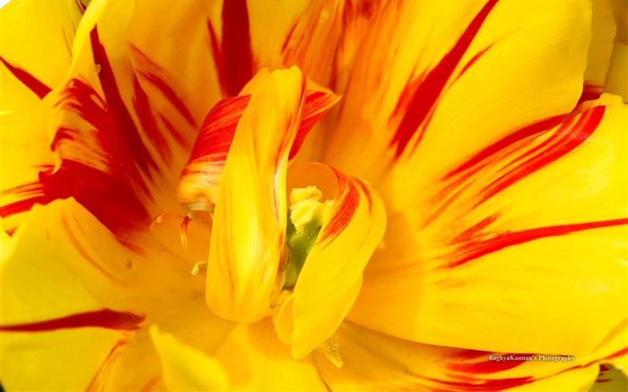 아름다운 튤립 꽃, 윈도우 8 테마의 HD 배경 화면 #2