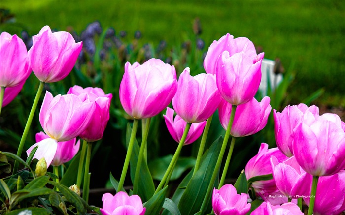 Beautiful tulip flowers, Windows 8 theme HD wallpapers #11