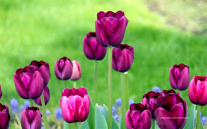 Schöne Tulpe Blumen, Windows 8 Theme HD Wallpapers #12