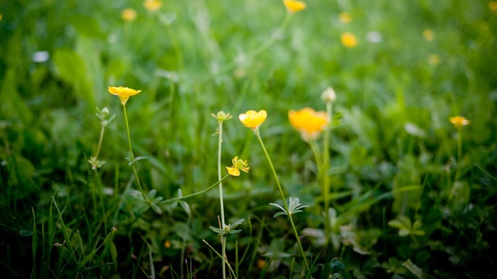 Frais plantes et fleurs fond d'écran #8