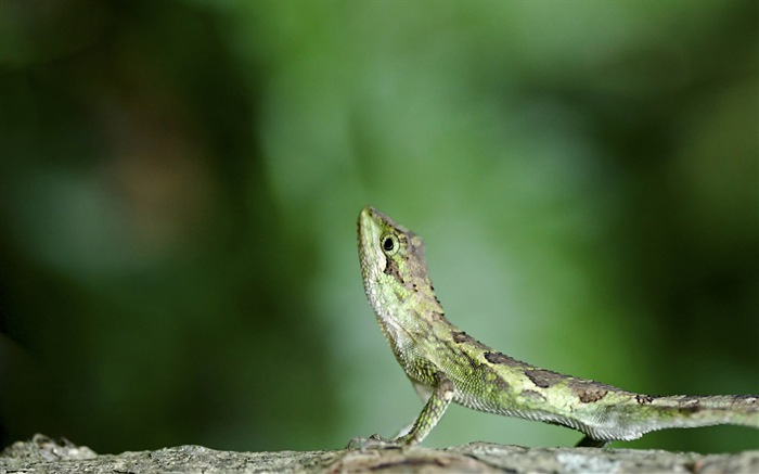 Animaux Fonds d'écran coloré caméléon HD #2