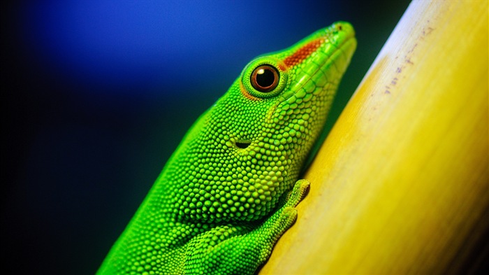 Animaux Fonds d'écran coloré caméléon HD #7