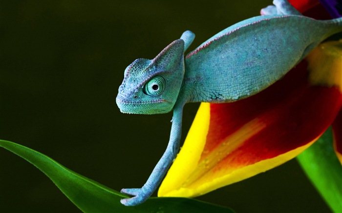 Animaux Fonds d'écran coloré caméléon HD #9