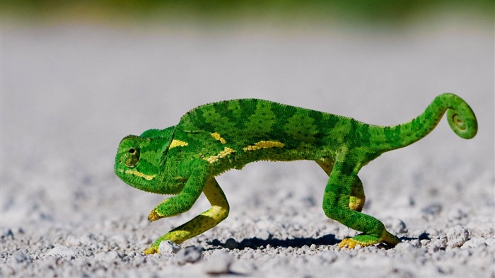 Animaux Fonds d'écran coloré caméléon HD #12