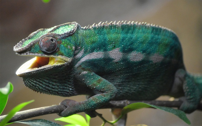 Animaux Fonds d'écran coloré caméléon HD #13