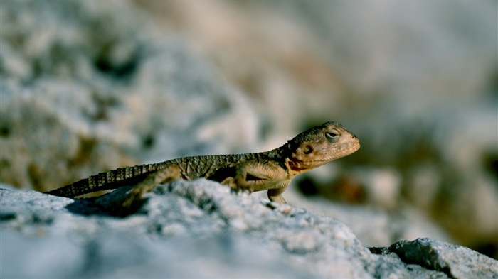 Animaux Fonds d'écran coloré caméléon HD #14