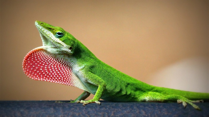 Barevné zvířat chameleon HD tapety na plochu #16