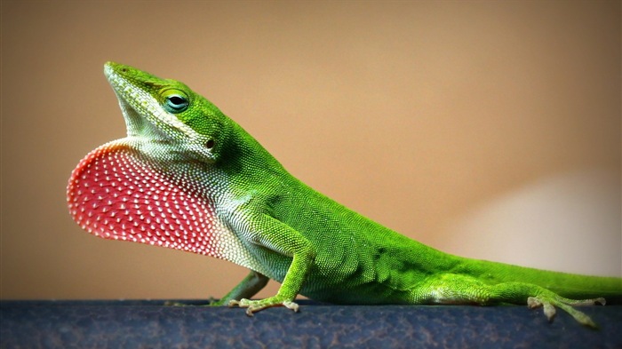 Animaux Fonds d'écran coloré caméléon HD #16