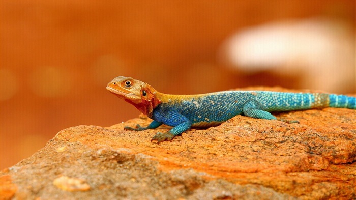 Animaux Fonds d'écran coloré caméléon HD #20