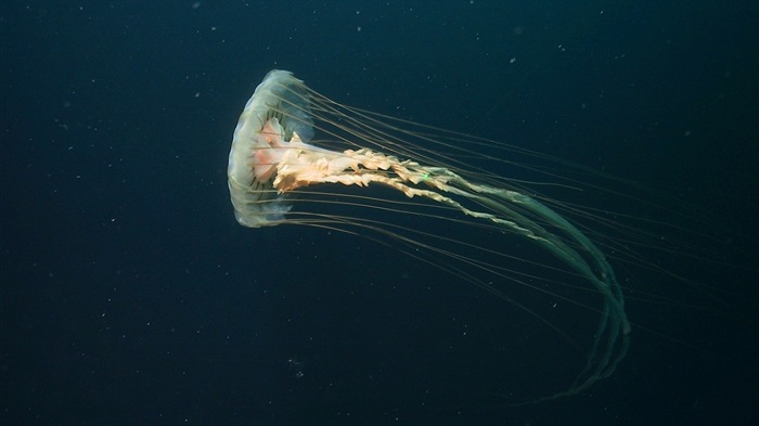 Windows 8 theme wallpaper, jellyfish #8