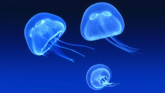Windows 8 theme wallpaper, jellyfish #9