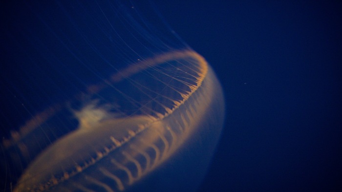 Windows 8 theme wallpaper, jellyfish #10