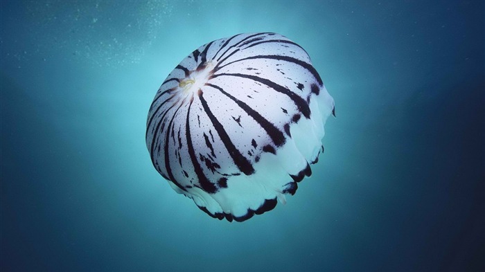 Windows 8 theme wallpaper, jellyfish #11