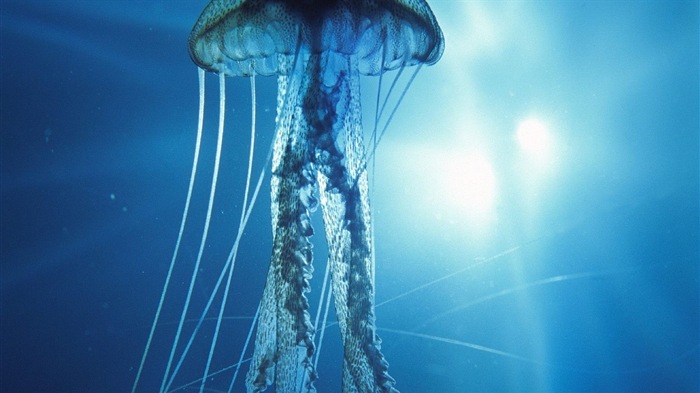 Windows 8 téma tapetu, medúzy #12