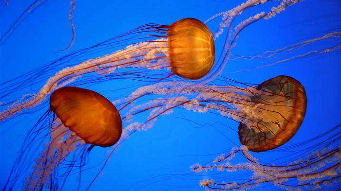 Windows 8 téma tapetu, medúzy #13