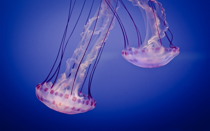 Windows 8 theme wallpaper, jellyfish #16