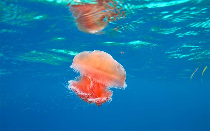 Windows 8 theme wallpaper, jellyfish #17