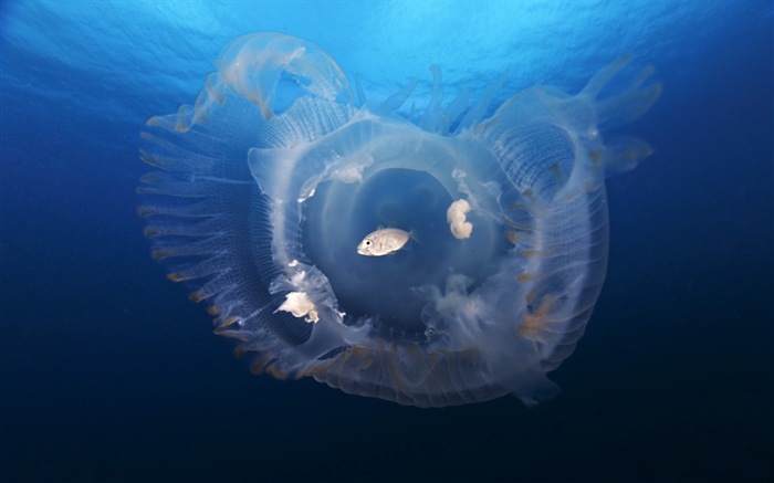 Windows 8 theme wallpaper, jellyfish #20