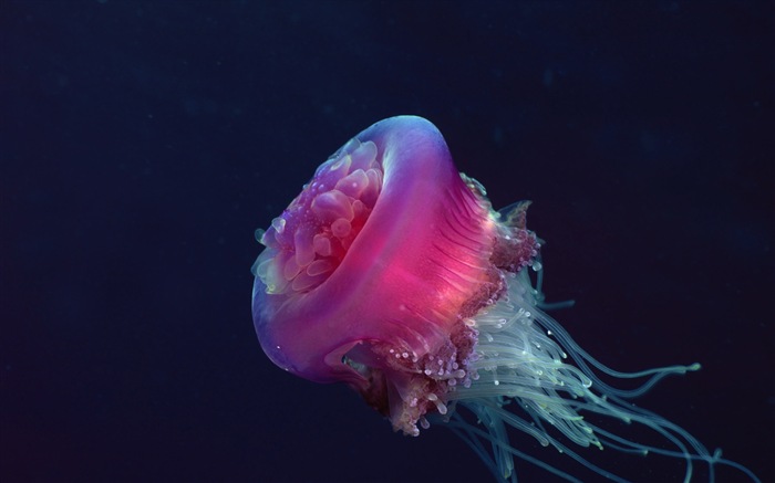 Windows 8 theme wallpaper, jellyfish #23