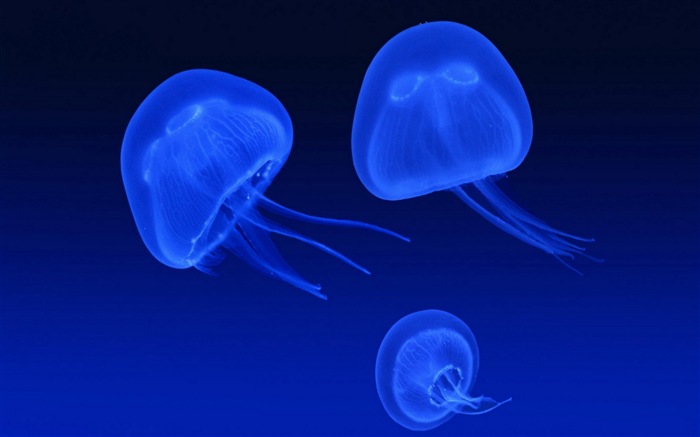 Windows 8 theme wallpaper, jellyfish #26