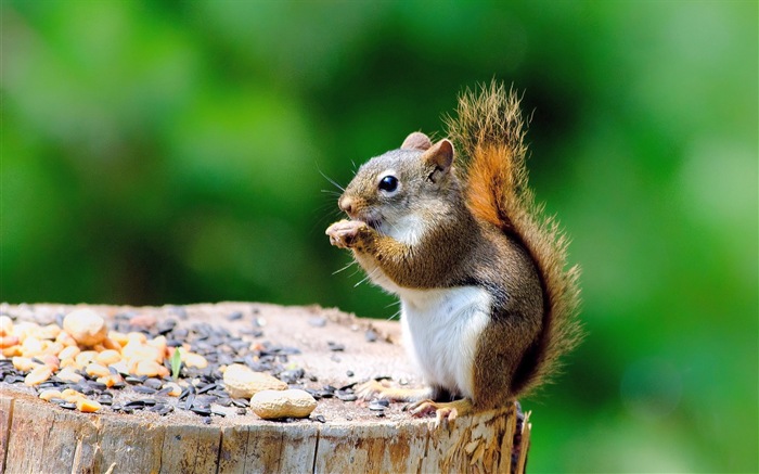 Animal primer plano, fondos de pantalla de alta definición de ardilla lindo #3