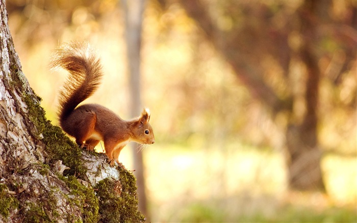 Animaux close-up, mignon fonds d'écran écureuil HD #4