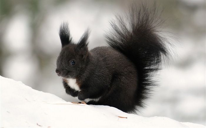 Animal primer plano, fondos de pantalla de alta definición de ardilla lindo #7