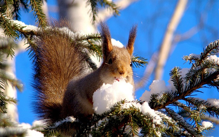 Tier close-up, niedlichen Eichhörnchen HD Wallpaper #8