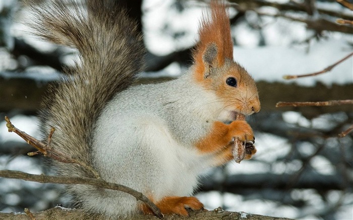 Animaux close-up, mignon fonds d'écran écureuil HD #10