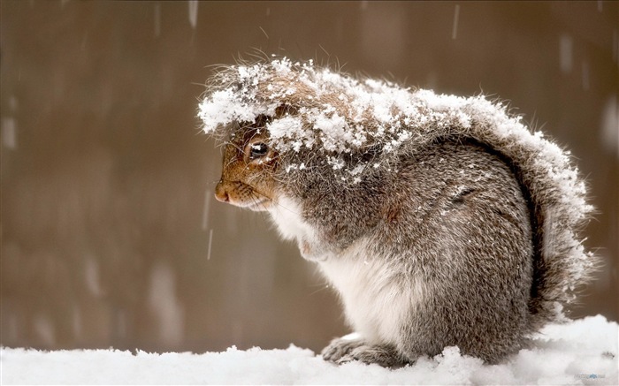 Animal close-up, cute squirrel HD wallpapers #12