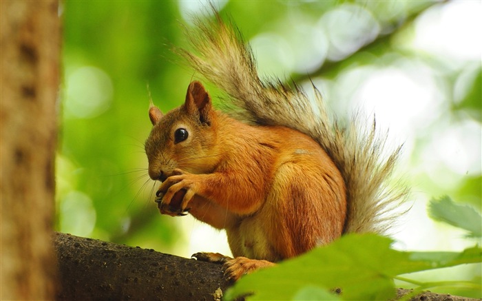 Animaux close-up, mignon fonds d'écran écureuil HD #17