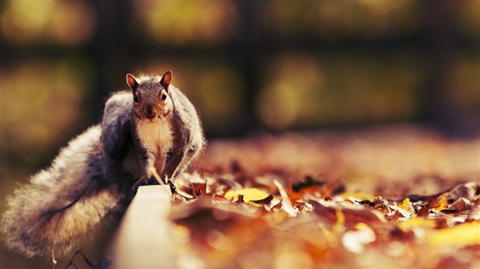 Animal close-up, cute squirrel HD wallpapers #20