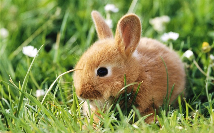 毛茸茸的動物，可愛的兔子 高清壁紙 #1