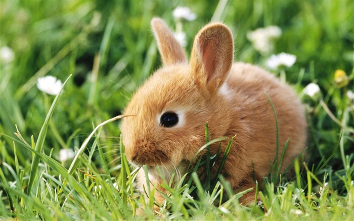 Animaux à fourrure, mignon fonds d'écran lapin HD #1