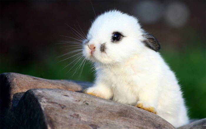 Animaux à fourrure, mignon fonds d'écran lapin HD #2