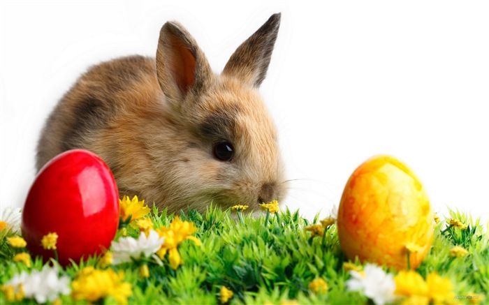 Furry animals, cute bunny HD wallpapers #4