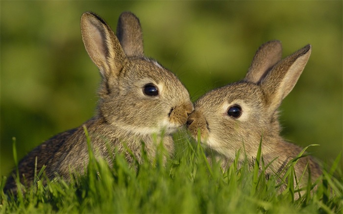 Animaux à fourrure, mignon fonds d'écran lapin HD #6