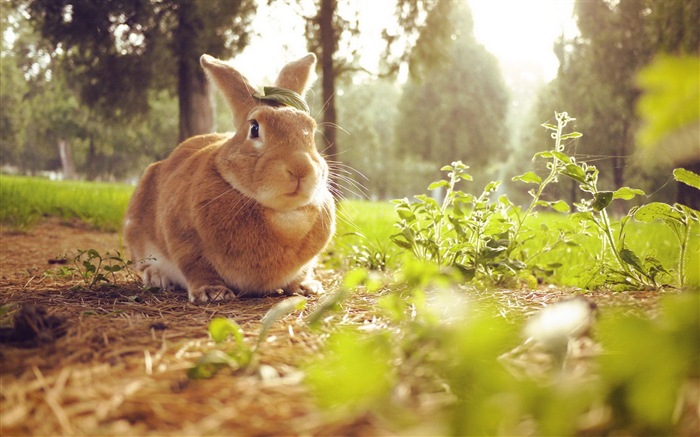 Animaux à fourrure, mignon fonds d'écran lapin HD #13