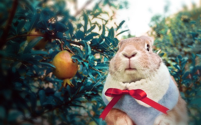 Animaux à fourrure, mignon fonds d'écran lapin HD #14