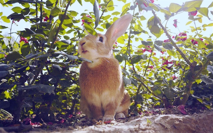 毛茸茸的动物，可爱的兔子 高清壁纸16