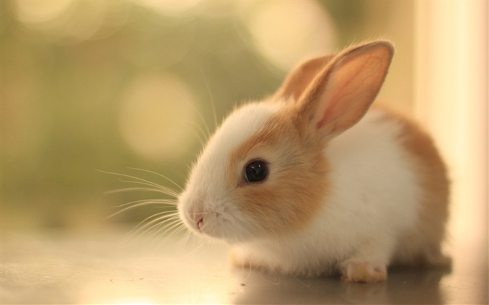 Animaux à fourrure, mignon fonds d'écran lapin HD #20