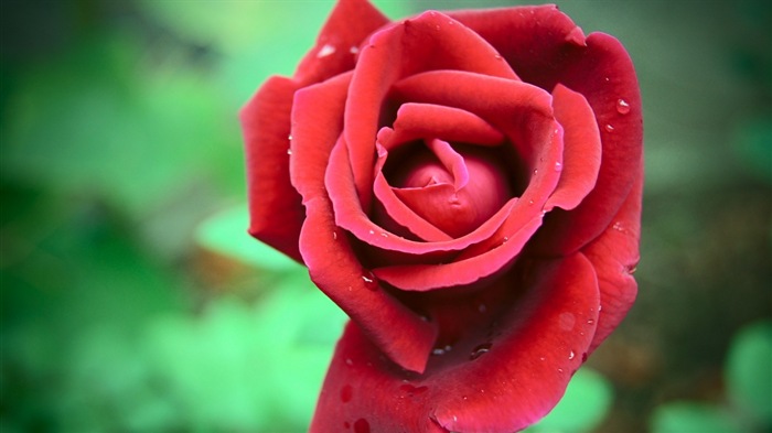 화려한 색상, 아름다운 꽃의 HD 배경 화면 #17