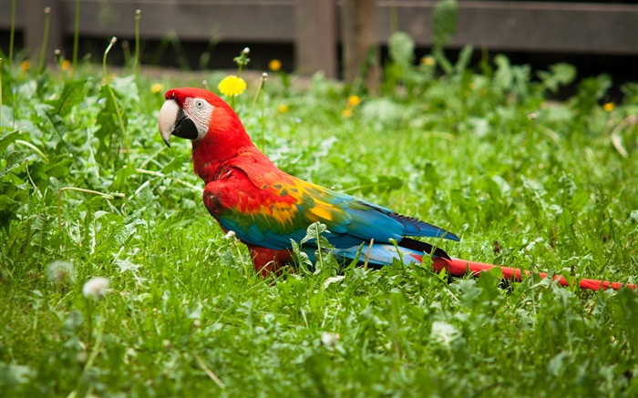 guacamayo primer plano HD fondos de pantalla #8