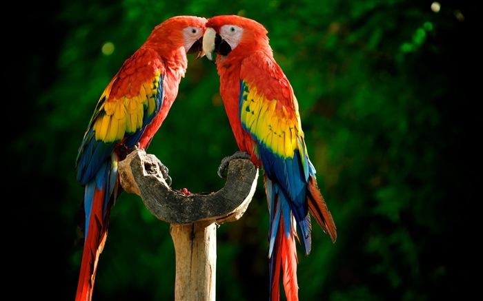 Macaw close-up HD wallpapers #16